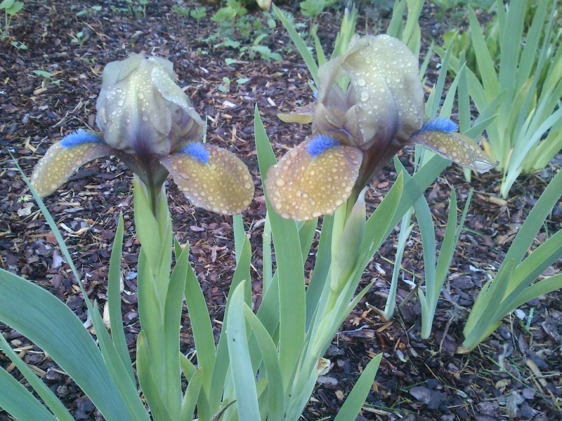 Iris pumila ’Dacota' Pikkukurjenmiekka